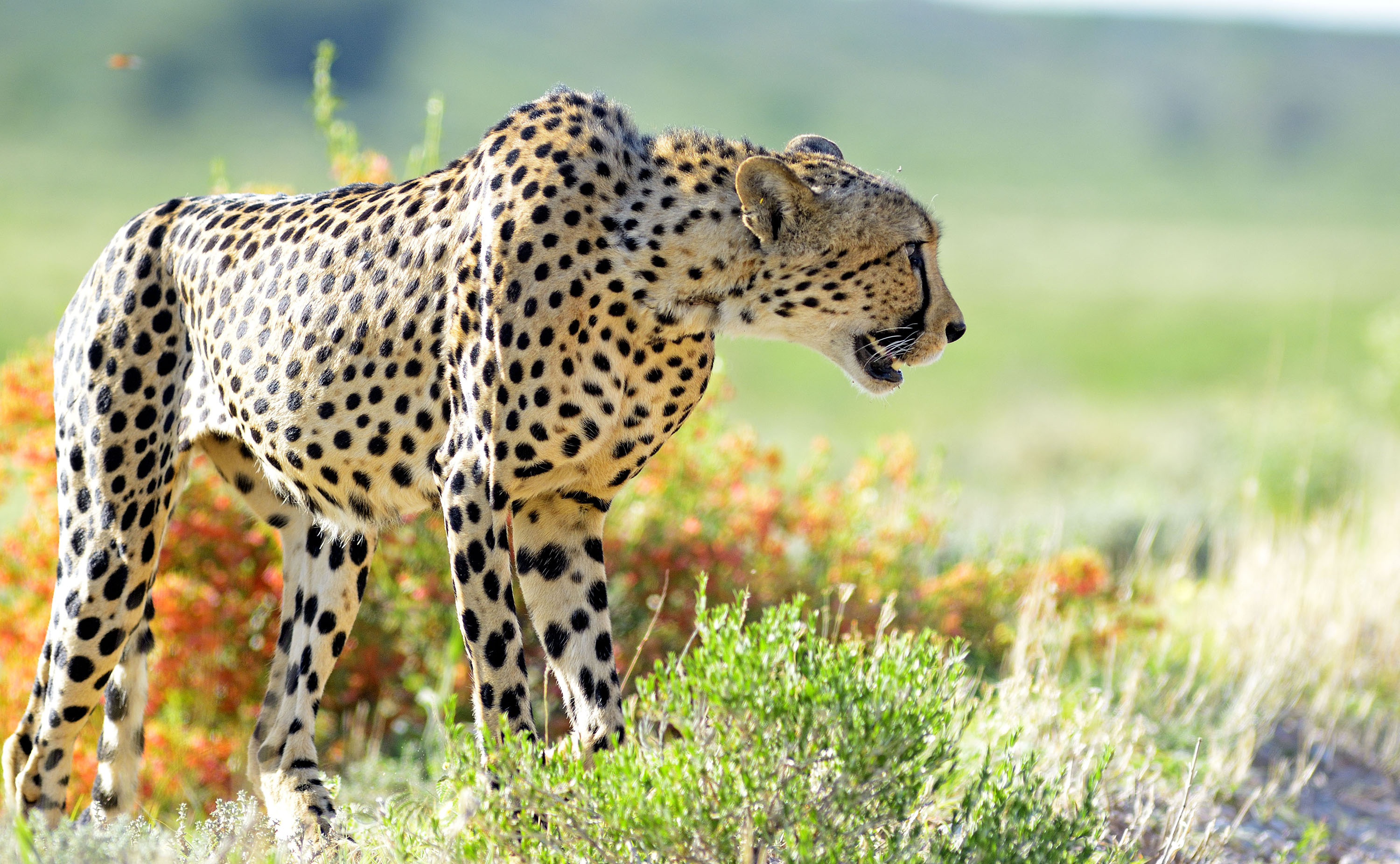 Private reserves around Kruger national park