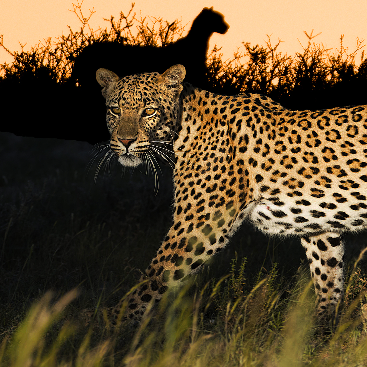 Wildlife photography photographing SA