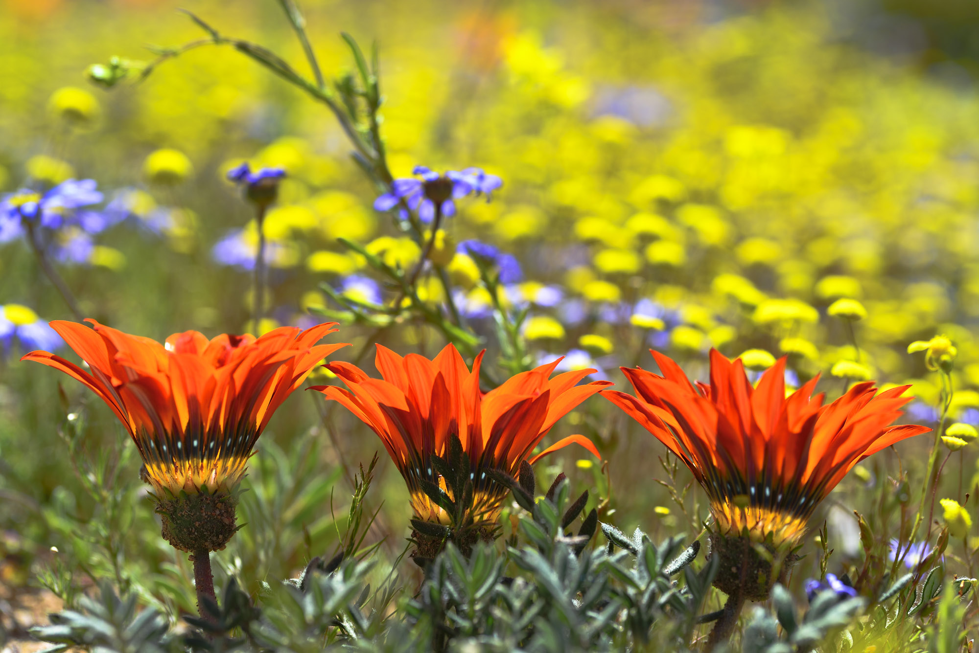 Springbok region , Richtersveld flowers