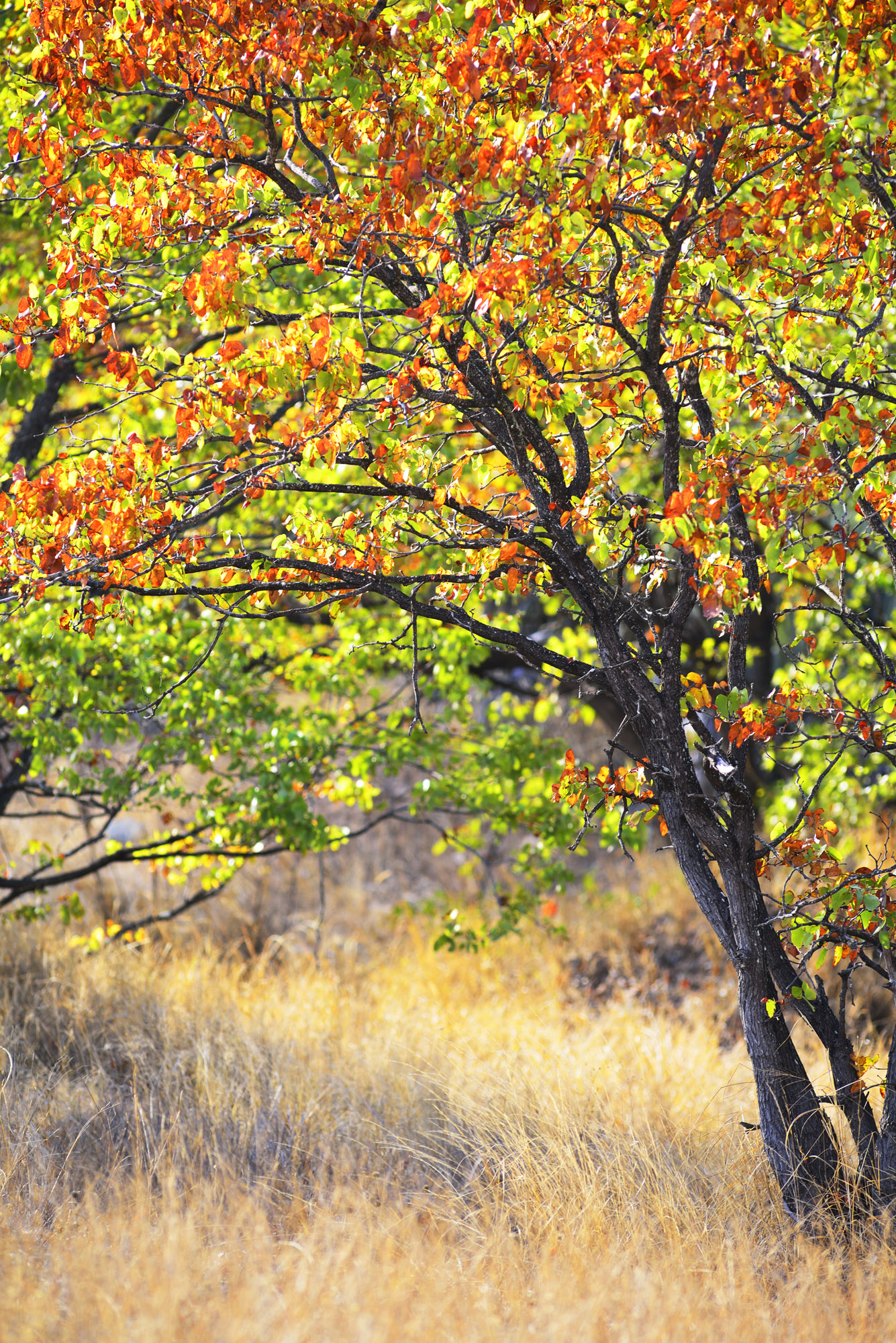 Autumn colours in the bushveld or Kruger national park